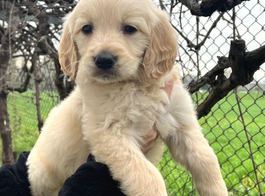 Bebek Yüzlü Üst Kalite Golden Retriever Yavrular görsel