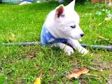 Masmavi Gözleriyle Husky Yavrularımız