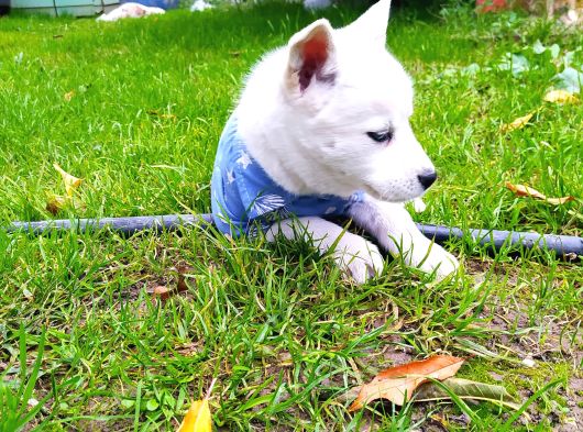 Masmavi Gözleriyle Husky Yavrularımız görsel