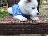 Masmavi Gözleriyle Husky Yavrularımız