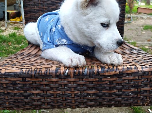 Masmavi Gözleriyle Husky Yavrularımız görsel
