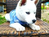 Masmavi Gözleriyle Husky Yavrularımız