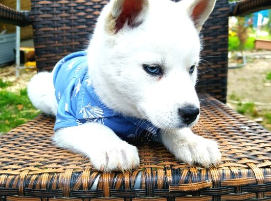 Masmavi Gözleriyle Husky Yavrularımız görsel