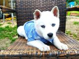 Masmavi Gözleriyle Husky Yavrularımız
