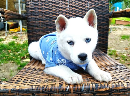 Masmavi Gözleriyle Husky Yavrularımız görsel