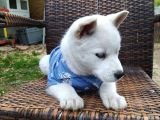 Masmavi Gözleriyle Husky Yavrularımız