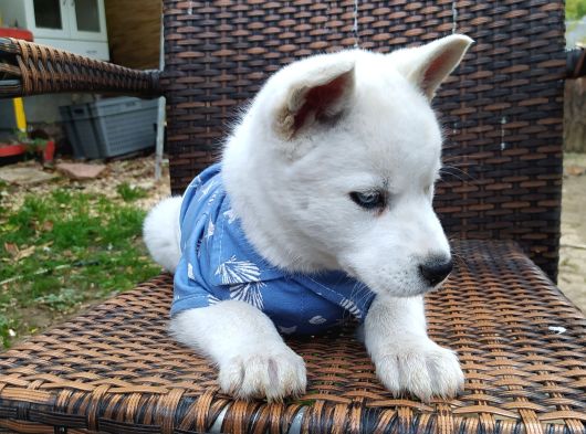 Masmavi Gözleriyle Husky Yavrularımız görsel