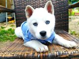 Masmavi Gözleriyle Husky yavrularımız