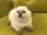 Blupoi̇nt Güzelli̇ği̇m