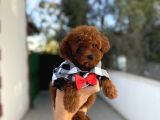 Sevimli Toy Poodle Yavrular