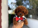 Sevimli Toy Poodle Yavrular
