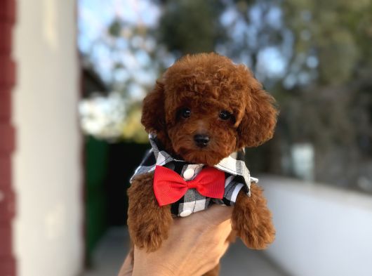 Sevimli Toy Poodle Yavrular görsel
