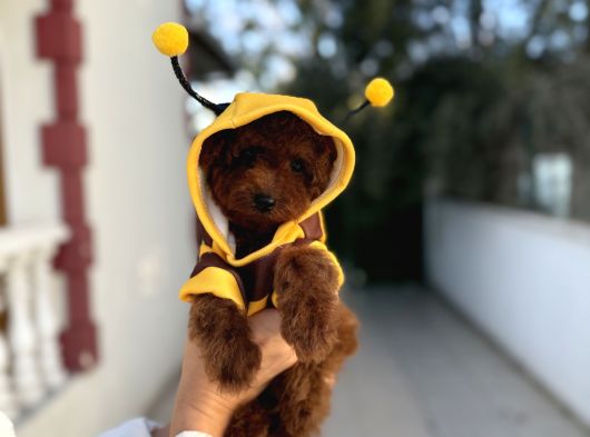 Minik Kore Poodle Yavruları Yeni Yuvalarını Arıyor görsel