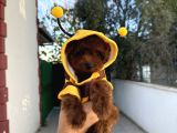 Minik Kore Poodle Yavruları Yeni Yuvalarını Arıyor