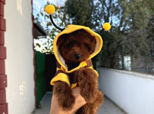 Minik Kore Poodle Yavruları Yeni Yuvalarını Arıyor görsel