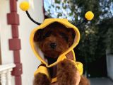 Minik kore poodle yavruları yeni yuvalarını arıyor