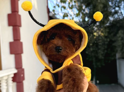 Minik Kore Poodle Yavruları Yeni Yuvalarını Arıyor