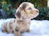 ISABELLA MERLE DAPPLE MAVİ GÖZLÜ LONG HAŞR DACSHUND