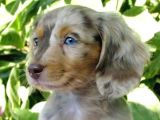 Isabella Merle Dapple Mavi̇ Gözlü Long Haşr Dacshund
