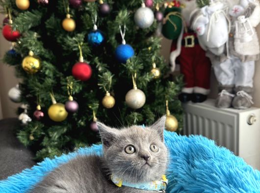 British Shorthair Duman Rengi Yavrular görsel