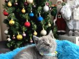 British Shorthair Duman Rengi Yavrular
