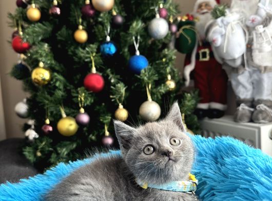 British Shorthair Duman Rengi Yavrular görsel
