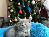 British Shorthair Duman Rengi Yavrular