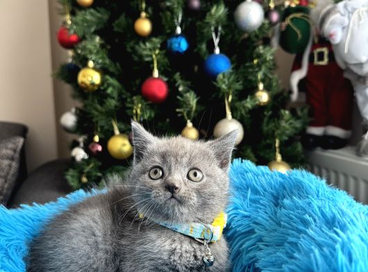 British Shorthair Duman Rengi Yavrular görsel