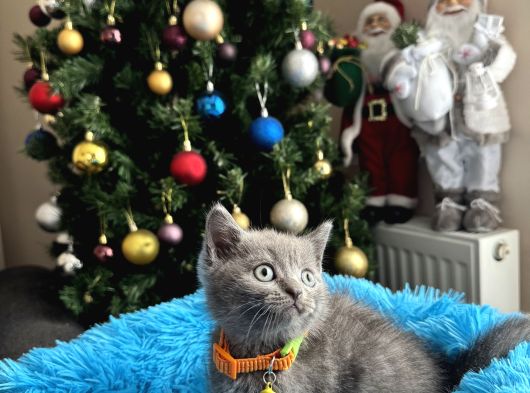 British Shorthair Duman Rengi Yavrular görsel