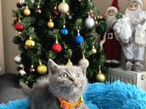 British Shorthair Duman Rengi Yavrular