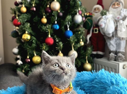 British Shorthair Duman Rengi Yavrular görsel