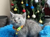 British shorthair duman rengi yavrular