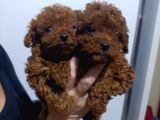 Dark Brown Teacup Kore Kan Poodle Bebekler