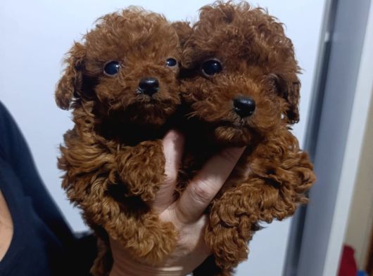 Dark Brown Teacup Kore Kan Poodle Bebekler görsel
