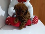 Dark Brown Teacup Kore Kan Poodle Bebekler