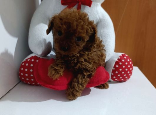 Dark Brown Teacup Kore Kan Poodle Bebekler görsel
