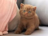Dubai çikolatası tadında Chocolate British Shorthair
