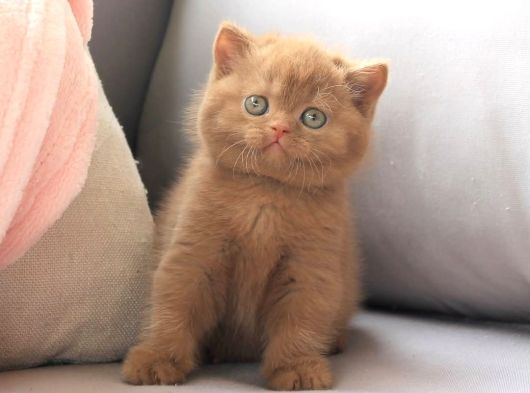 Dubai Çikolatası Tadında Chocolate British Shorthair görsel