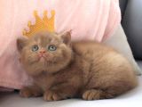 Dubai Çikolatası Tadında Chocolate British Shorthair