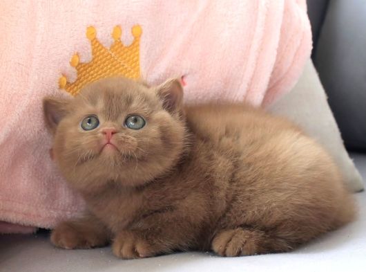 Dubai Çikolatası Tadında Chocolate British Shorthair görsel