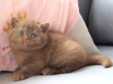 Dubai Çikolatası Tadında Chocolate British Shorthair