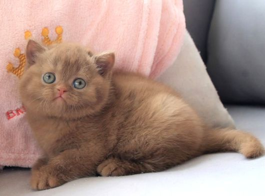 Dubai Çikolatası Tadında Chocolate British Shorthair görsel