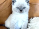 Dikkat Çekici Güzelliğiyle Bluepoint British Shorthair