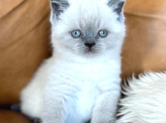 Dikkat Çekici Güzelliğiyle Bluepoint British Shorthair görsel