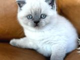 Dikkat Çekici Güzelliğiyle Bluepoint British Shorthair