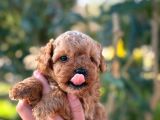 Maltipoo