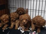 Son 2 erkek 2 dişi