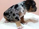 Exotic Bully Yavrular