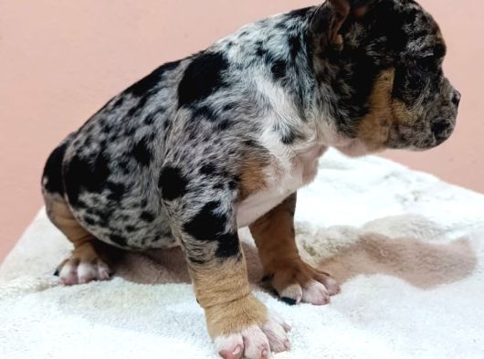 Exotic Bully Yavrular görsel