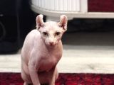 Özel hissetmek isteyene  elf sphynx